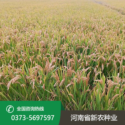 山东水稻种子批发
