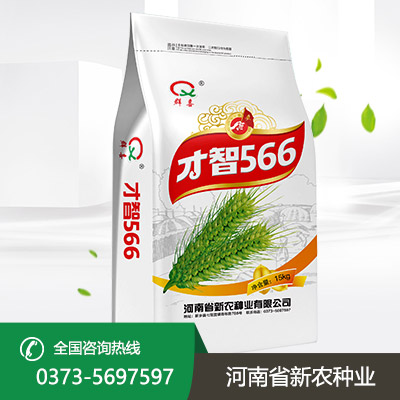 山东才智566小麦种