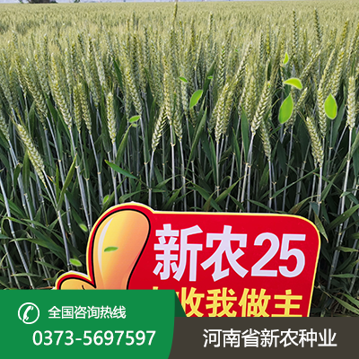 山东矮杆大穗小麦种子