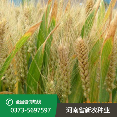 山东抗冻耐寒小麦